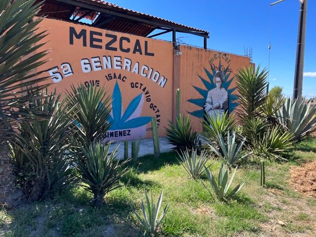 Making and drinking mezcal