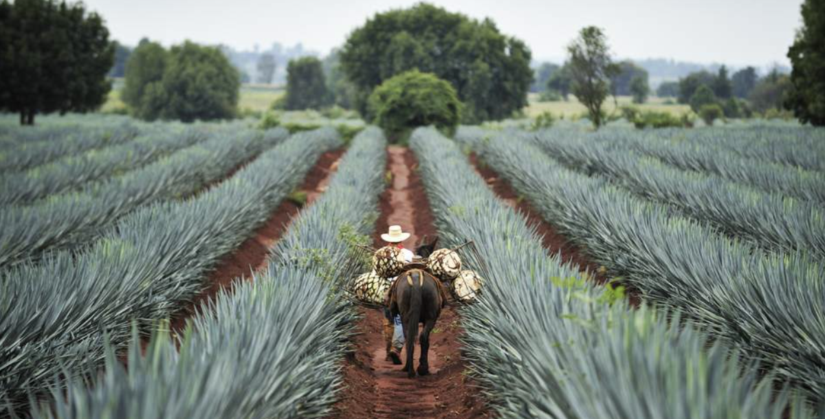 Making and drinking mezcal