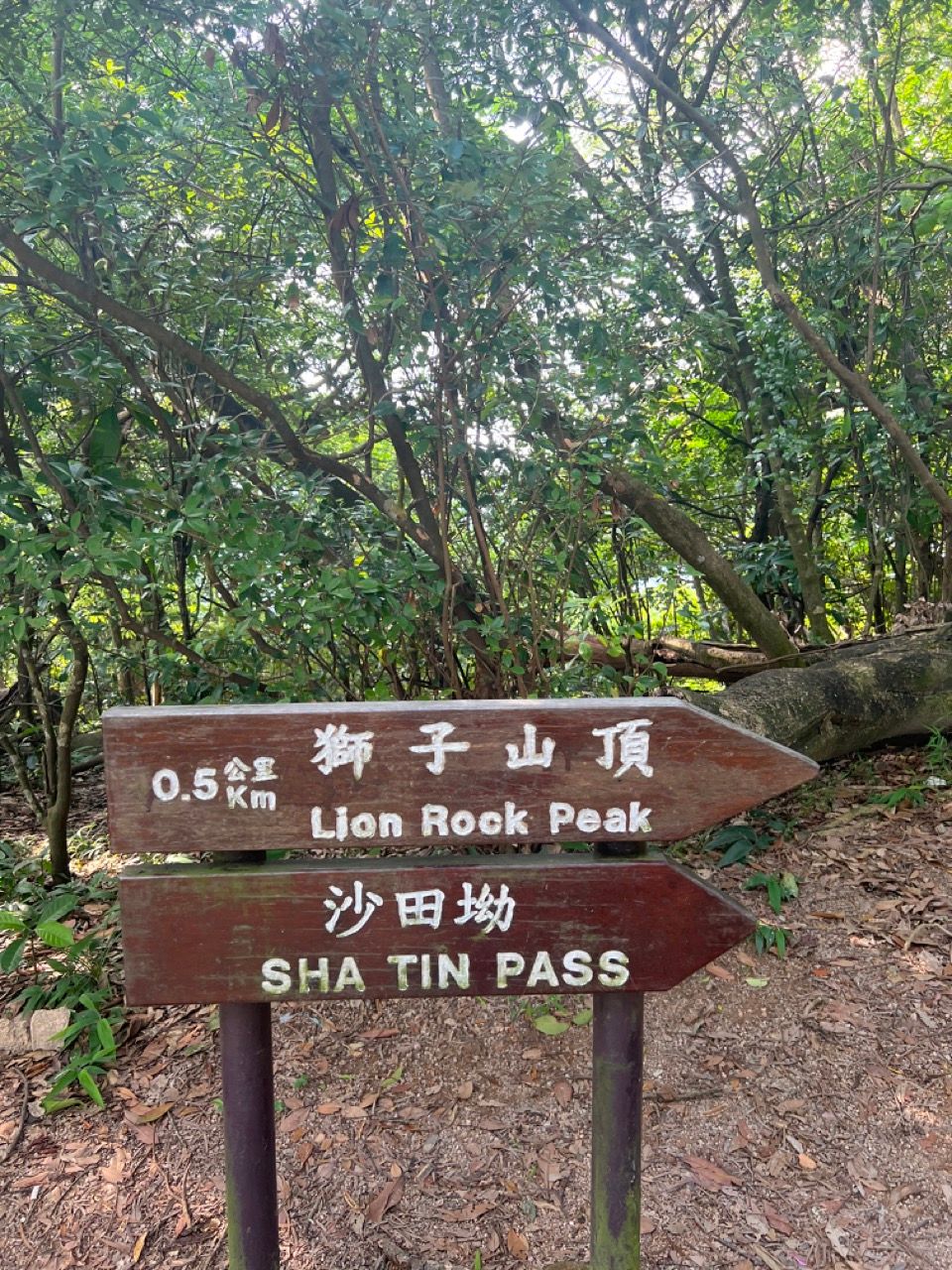 The Lion Rock (獅子山): HK urban hike