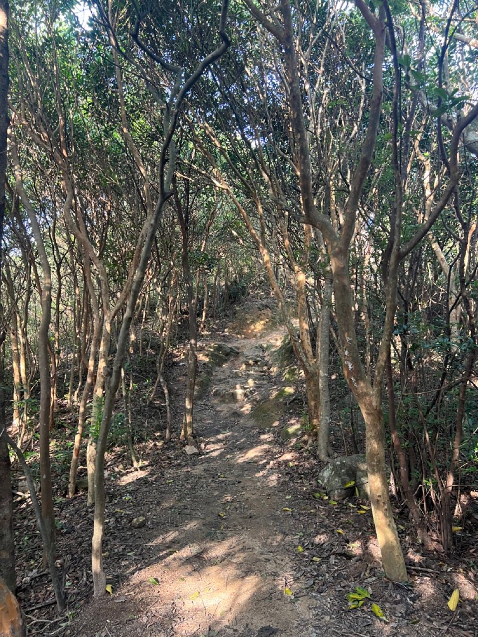 The Lion Rock (獅子山): HK urban hike