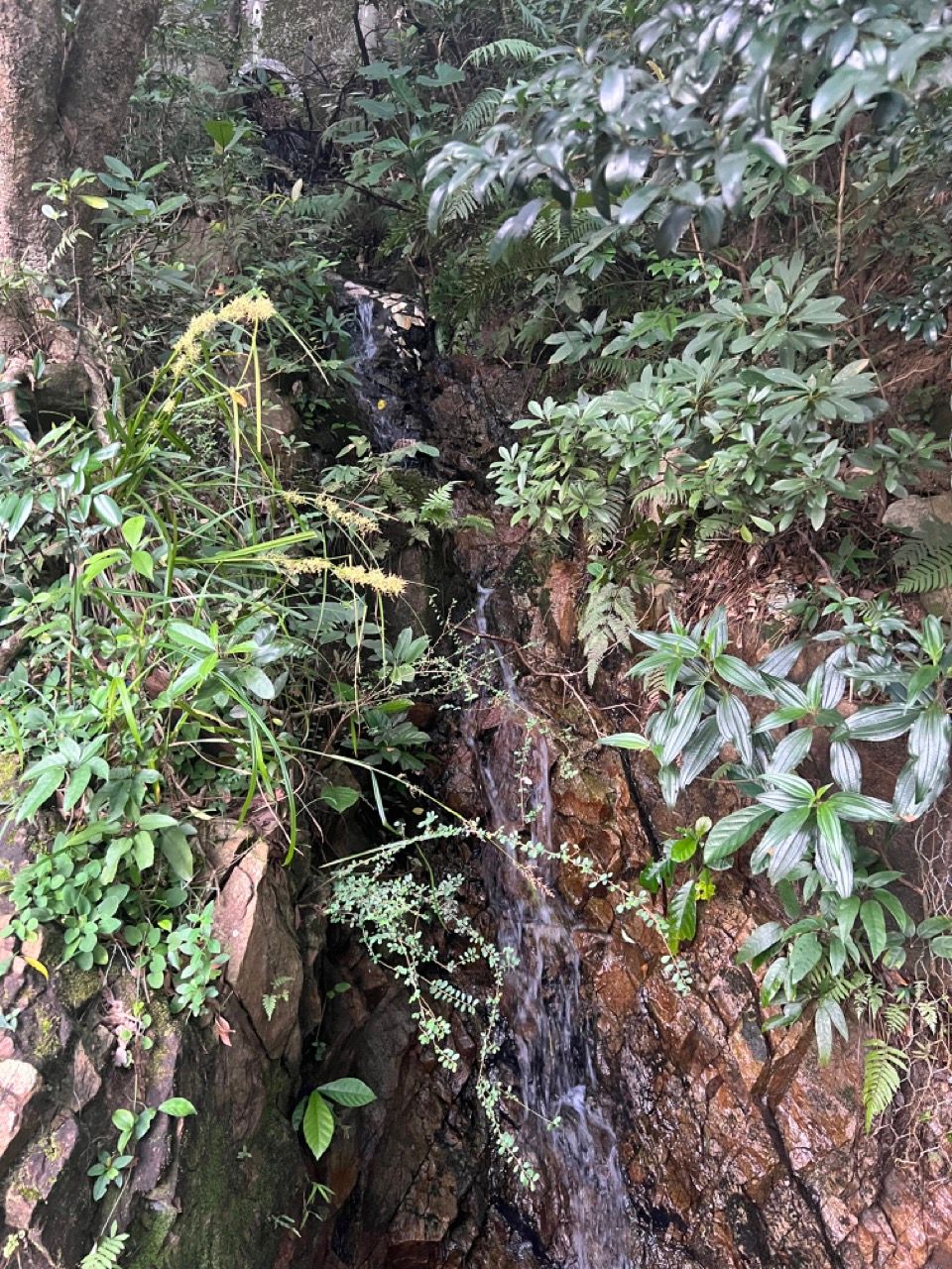 The Lion Rock (獅子山): HK urban hike