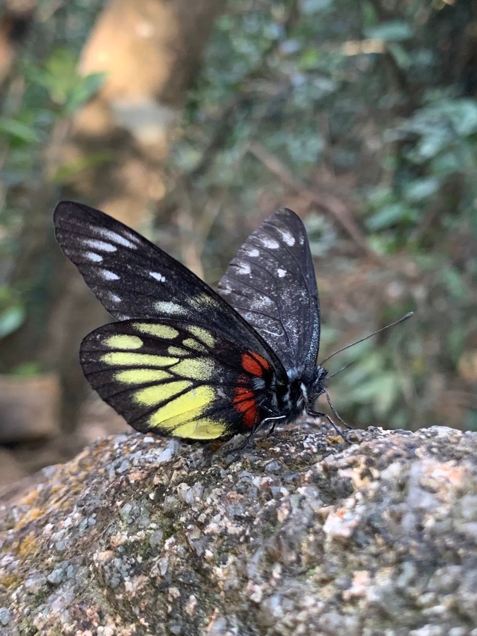 The Lion Rock (獅子山): HK urban hike